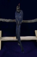 臺灣藍鵲藏品圖，第9張